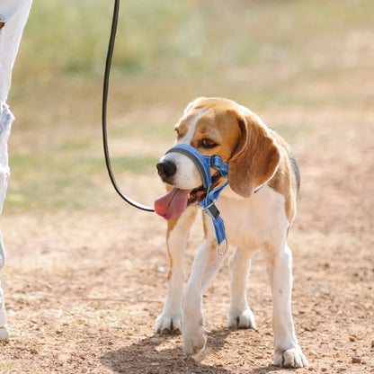 Quick-release No Pull Dog Muzzle
