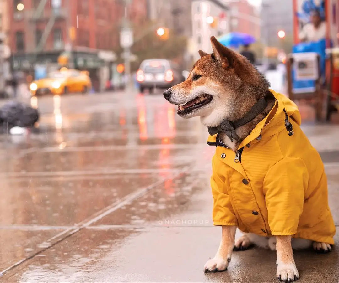 Dog Raincoat Pet Clothes Dog Clothes Rain Water