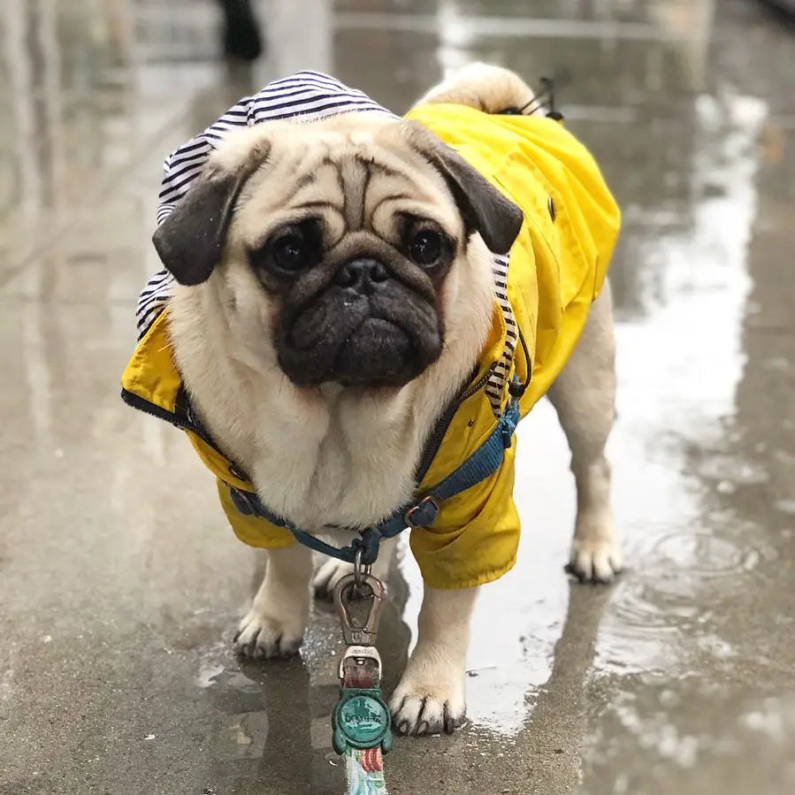 Dog Raincoat Pet Clothes Dog Clothes Rain Water
